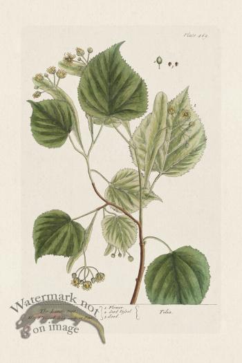 BEE 469 The Lime=tree